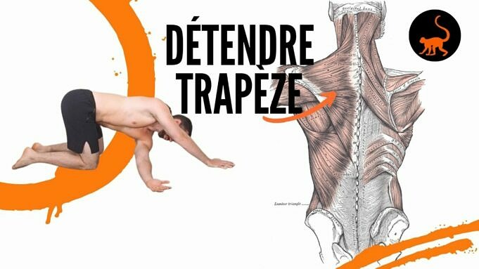 Exercices Du Trapeze Inferieur