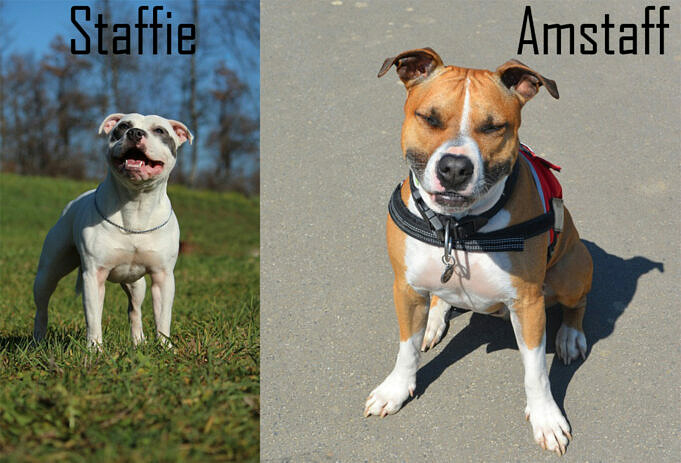 La Différence Staffordshire Bull Terrier Et American Staffordshire Terrier
