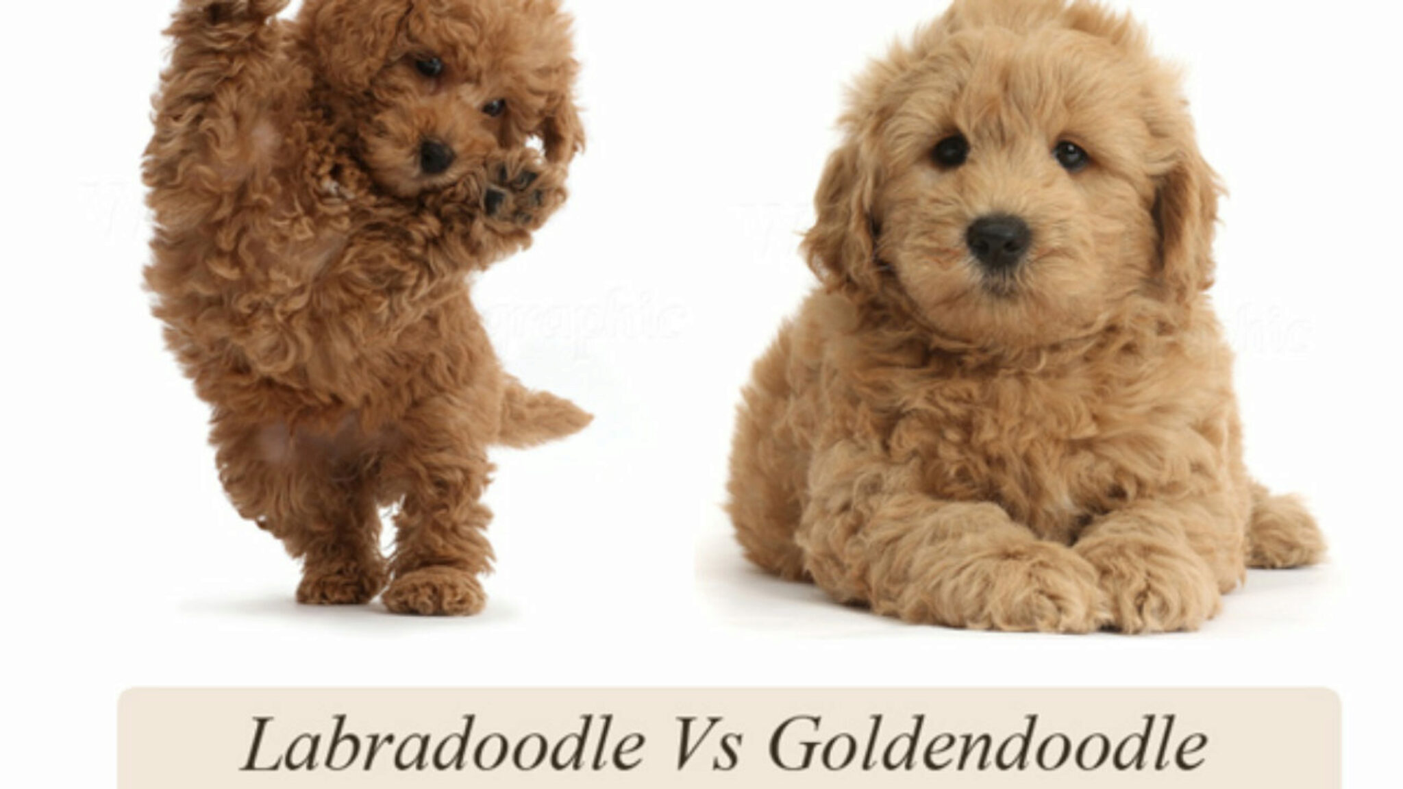 Quelle Est La Difference Entre Les Labradoodles Et Les Goldendoodles